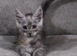 Mighty in Pavilion NY - Maine Coon Kitten For Sale - NY&comma; US