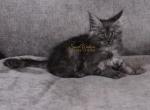 Hela in Pavilion NY - Maine Coon Kitten For Sale - NY&comma; US