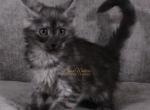 Obsession 1 in Pavilion NY - Maine Coon Kitten For Sale - NY&comma; US