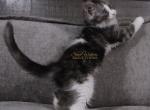 Furby in Pavilion NY - Maine Coon Kitten For Sale - 