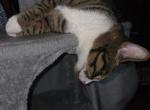 Shai ShaiShai - Domestic Kitten For Adoption - Astoria&comma; NY&comma; US