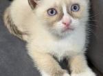 Cute Siamese - Siamese Kitten For Sale - Enfield&comma; CT&comma; US