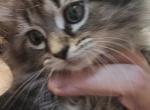 Ragamuffin female kitten - Ragamuffin Kitten For Sale - Deer Park&comma; IL&comma; US
