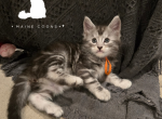Cedar - Maine Coon Kitten For Sale - Gainesville&comma; GA&comma; US