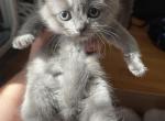 kitten 2 - Scottish Straight Kitten For Sale - Portsmouth&comma; RI&comma; US