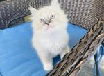 Ragdoll kittens - Ragdoll Kitten For Sale - Homestead&comma; FL&comma; US