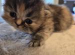 Beyonce - Persian Kitten For Sale - NJ&comma; US
