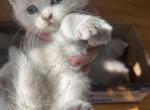 Kitten 6 - British Shorthair Kitten For Sale - Portsmouth&comma; RI&comma; US