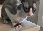 Brianna - Cornish Rex Cat For Sale - Canton&comma; OH&comma; US
