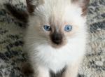Edward Bonded With Sayla - Siamese Kitten For Adoption - Fort Pierce&comma; FL&comma; US