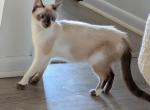 Sayla Bonded With Edward - Siamese Kitten For Adoption - Fort Pierce&comma; FL&comma; US