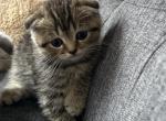 Lily - Scottish Fold Kitten For Sale - Spartanburg&comma; SC&comma; US