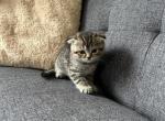 Lily - Scottish Fold Kitten For Sale - Spartanburg&comma; SC&comma; US