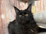 Nemo - Maine Coon Kitten For Sale - Brighton&comma; CO&comma; US