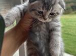 Smokey - Scottish Fold Kitten For Sale - 
