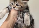 Hazel - Scottish Straight Kitten For Sale - Spartanburg&comma; SC&comma; US