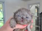 Cfa blue persian girl kitten - Persian Kitten For Sale - Woodburn&comma; IN&comma; US