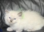 Lilac ragdoll - Ragdoll Kitten For Sale - Barberton&comma; OH&comma; US