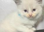 Bicolor Ragdolls - Ragdoll Kitten For Sale - Barberton&comma; OH&comma; US