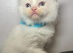 Bicolor Ragdolls - Ragdoll Kitten For Sale - Barberton&comma; OH&comma; US