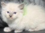 Bicolor Ragdolls - Ragdoll Kitten For Sale - 