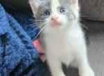 Gem - Domestic Kitten For Sale - Dover&comma; OH&comma; US