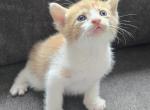 Timmie - Domestic Kitten For Sale - Dover&comma; OH&comma; US