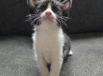 Addi - Domestic Kitten For Sale - Dover&comma; OH&comma; US