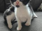 Jimmy - Domestic Kitten For Sale - Dover&comma; OH&comma; US