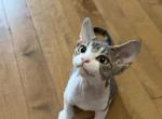 Hotpot - Devon Rex Kitten For Sale - Newark&comma; CA&comma; US