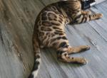 Chip - Bengal Kitten For Sale - GA&comma; US