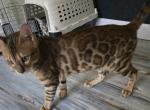 Dale - Bengal Kitten For Sale - GA&comma; US