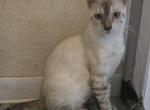 Sammy - Bengal Kitten For Sale - GA&comma; US