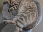 Charlie - Bengal Kitten For Sale - GA&comma; US