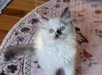 Cinder - Ragdoll Kitten For Sale - Columbia&comma; MO&comma; US