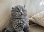 Leo - British Shorthair Kitten For Sale - 