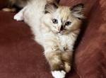 Enya - Ragdoll Kitten For Sale - Columbia&comma; MO&comma; US