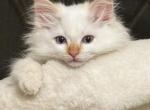Torch - Ragdoll Kitten For Sale - Columbia&comma; MO&comma; US