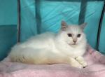 Pop - Ragdoll Kitten For Sale - Columbia&comma; MO&comma; US