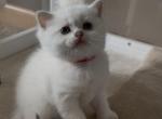 Scottish girl white blue eyes - Scottish Straight Kitten For Adoption - Minneapolis&comma; MN&comma; US