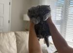 Shakira - British Shorthair Kitten For Sale - 