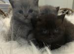 Lola - British Shorthair Kitten For Sale - Charlotte&comma; NC&comma; US