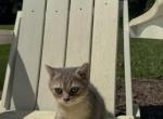 Oliver - British Shorthair Kitten For Sale - Winder&comma; GA&comma; US