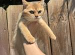 Tommy - British Shorthair Kitten For Sale - Winder&comma; GA&comma; US