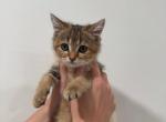 William - British Shorthair Kitten For Sale - Winder&comma; GA&comma; US