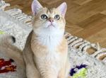 Spike - Scottish Straight Kitten For Sale - Falls Church&comma; VA&comma; US