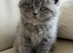 Jude - British Shorthair Kitten For Sale - Phila&comma; PA&comma; US