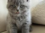 Jude - British Shorthair Kitten For Sale - 