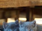 Russian Blues - Russian Blue Kitten For Sale - Rockford&comma; IL&comma; US