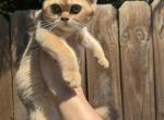 Milo - British Shorthair Kitten For Sale - Winder&comma; GA&comma; US